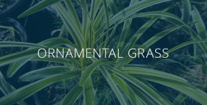 grass